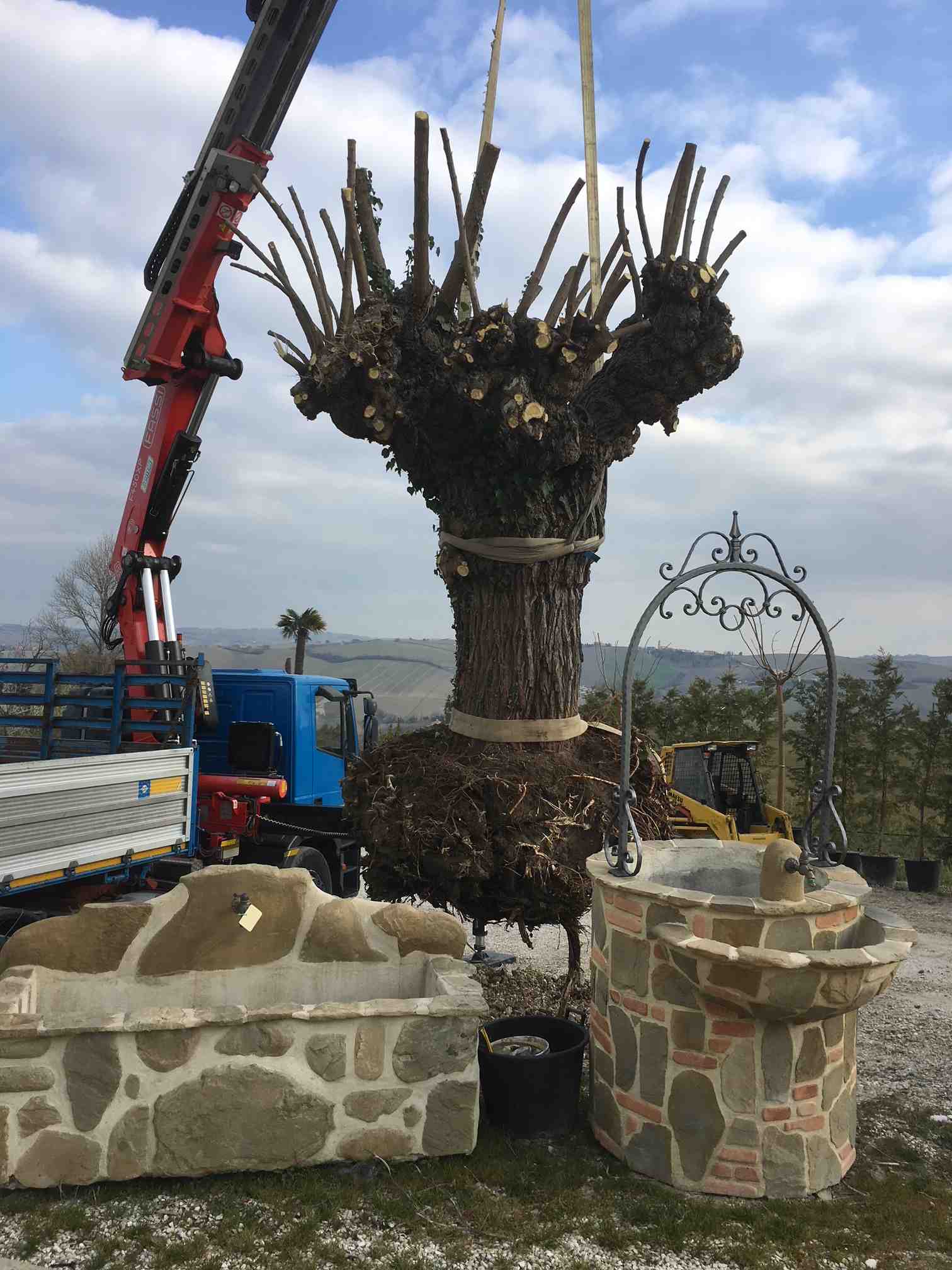 esempio di espiantazione albero secolare