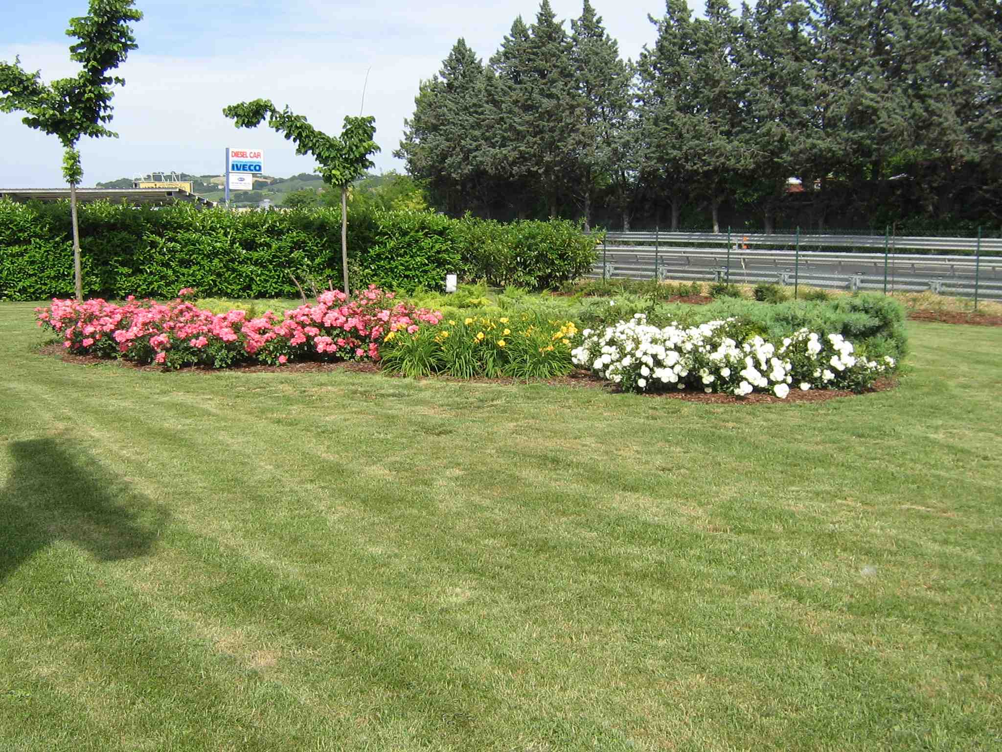 esempio di pianta ornamentale per giardino