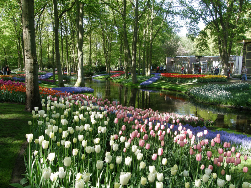 esempio di giardino con papaveri a Pesaro
